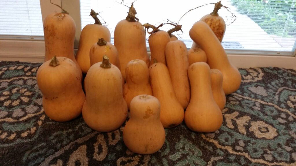 Harvested butternut squash