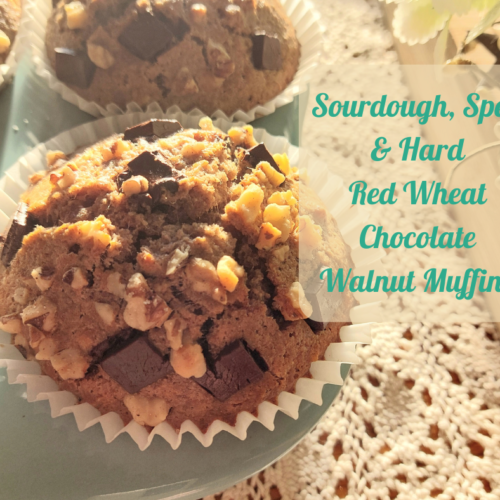 sourdough spelt & hard red wheat muffins with chocolate and walnut